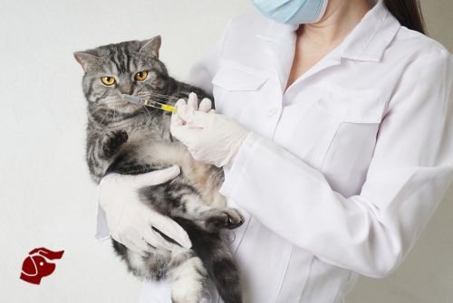 Petitico Farmácia Magistral Veterinária