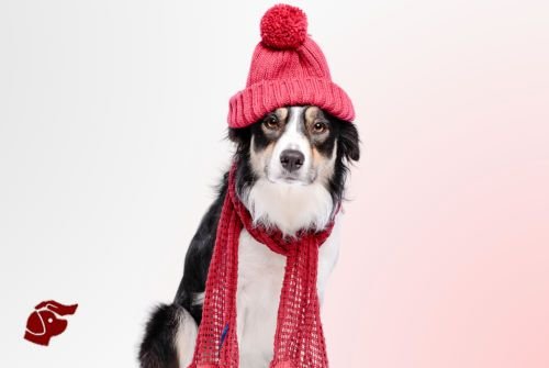 Petitico Farmácia Magistral Veterinária