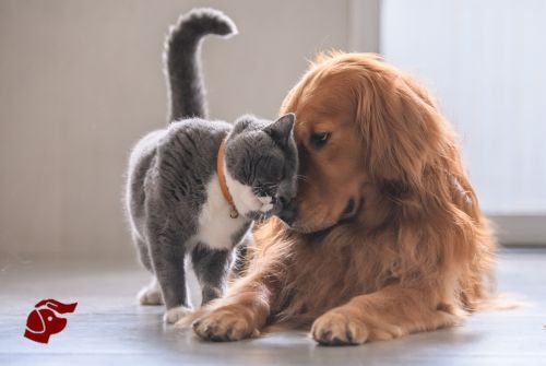 Petitico Farmácia Magistral Veterinária