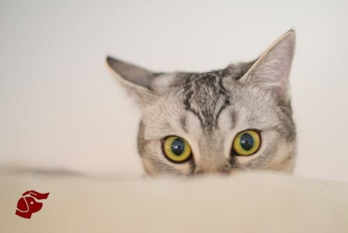 Petitico Farmácia Magistral Veterinária