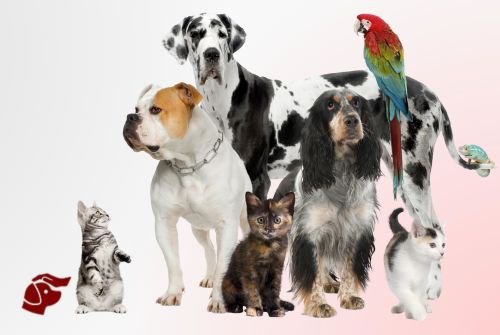 Petitico Farmácia Magistral Veterinária