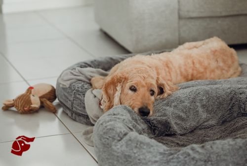 Petitico Farmácia Magistral Veterinária