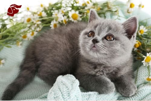 Petitico Farmácia Magistral Veterinária