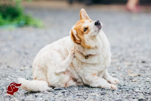 Petitico Farmácia Magistral Veterinária