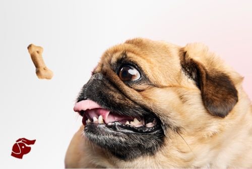 Petitico Farmácia Magistral Veterinária